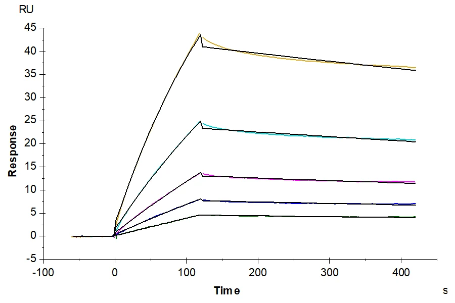 LILRB2-CP002 SPR result