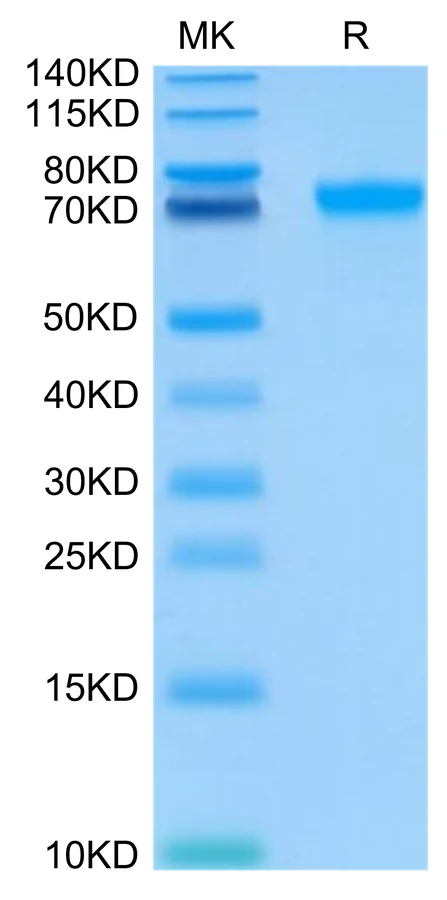 LILRB2-HB001 Bis-Tris-PAGE-white result