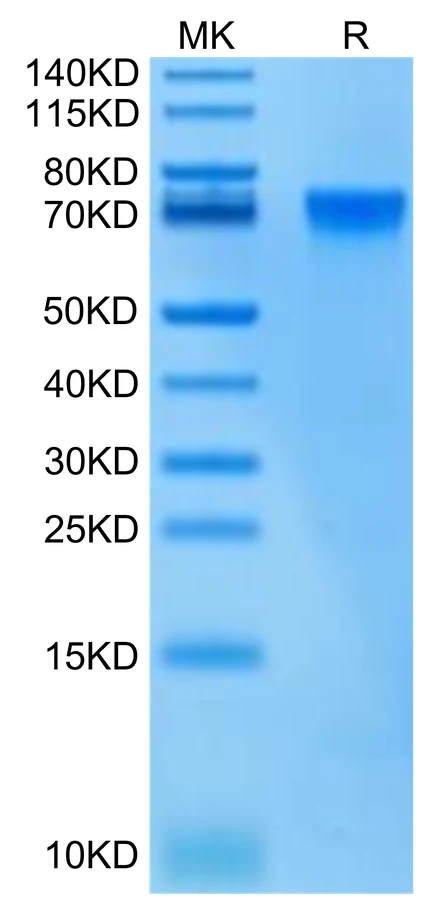 LILRB2-HB002 Bis-Tris-PAGE-white result