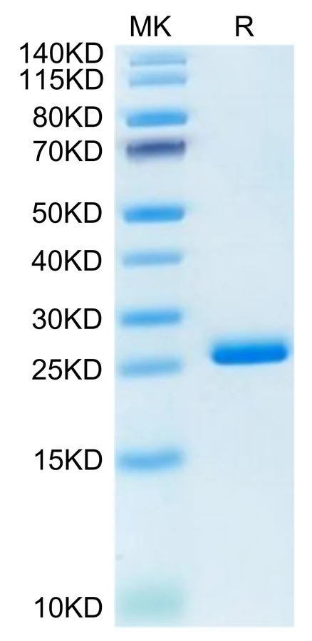 LILRB2-HP001 Bis-Tris-PAGE-white result