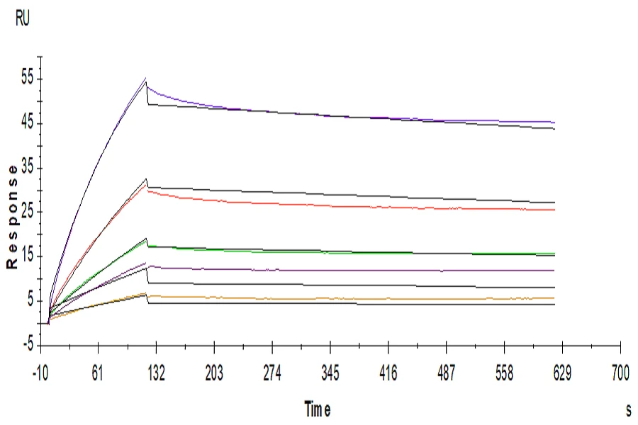 LILRB2-HP002 SPR-2 result