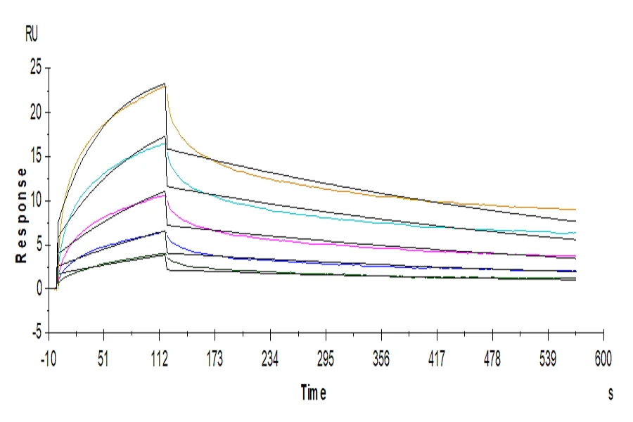 LILRB2-HP002 SPR result