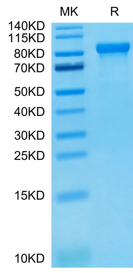 LILRB2-HP003 Bis-Tris-PAGE-white result
