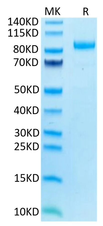 LILRB2-HP004 Bis-Tris-PAGE-white result