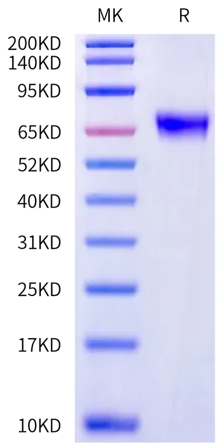LILRB3-HB001 Bis-Tris-PAGE-white result