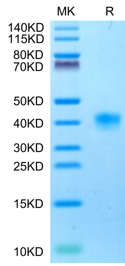 LILRB4-CP001 Bis-Tris-PAGE-white result