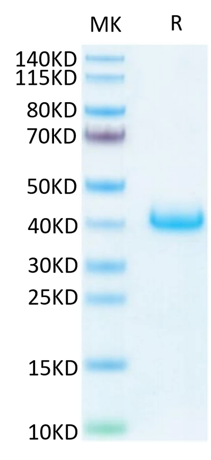LILRB4-HB001 Bis-Tris-PAGE-white result