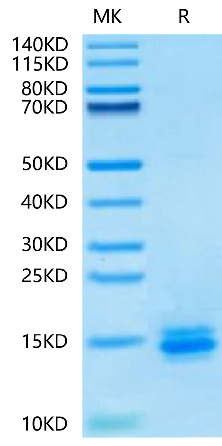 LILRB4-HB002 Bis-Tris-PAGE-white result
