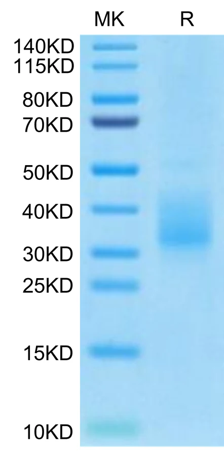 LILRB4-HB003 Bis-Tris-PAGE-white result