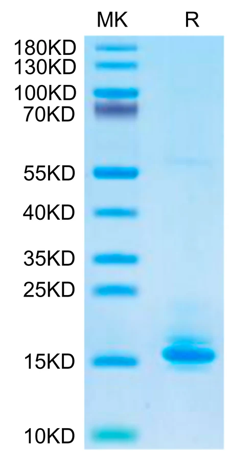 LILRB4-HB004 Bis-Tris-PAGE-white result