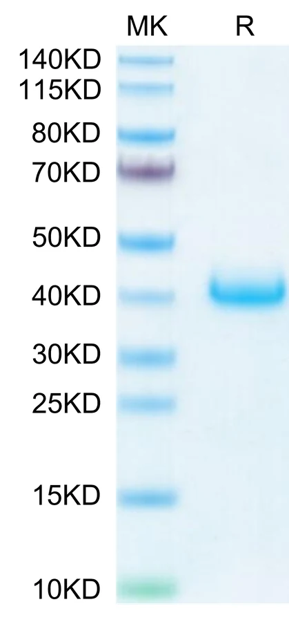 LILRB4-HB006 Bis-Tris-PAGE-white result