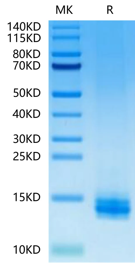 LILRB4-HP001 Bis-Tris-PAGE-white result