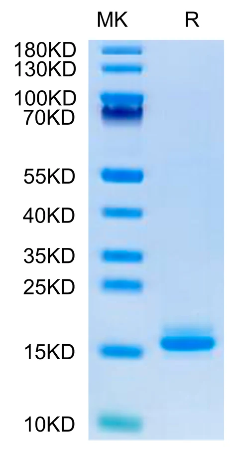 LILRB4-HP002 Bis-Tris-PAGE-white result