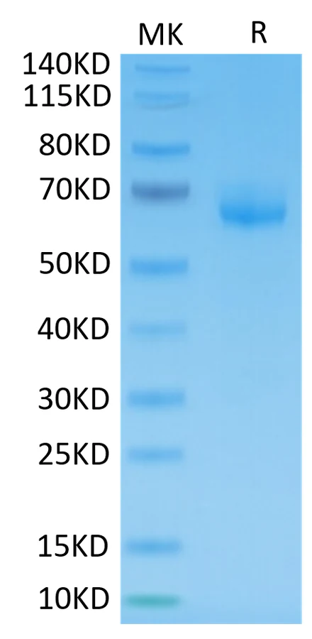 LILRB4-HP004 Bis-Tris-PAGE-white result