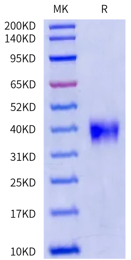 LILRB4-MB001 Bis-Tris-PAGE-white result