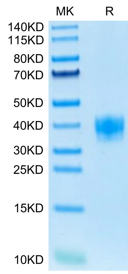 LILRB4-MP001 Bis-Tris-PAGE-white result