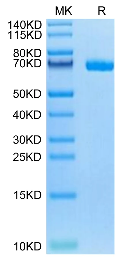 LILRB5-HB001 Bis-Tris-PAGE-white result