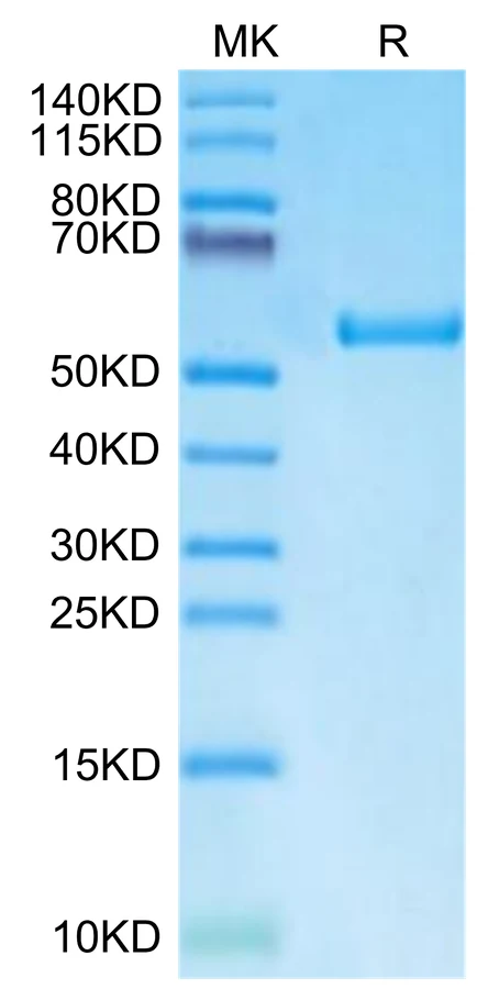 LMP2-HB001 Bis-Tris-PAGE-white result