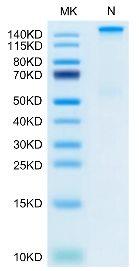LMP2-HP007 Bis-Tris-PAGE-white result