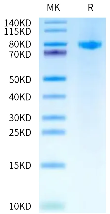 LRRC15-CB001 Bis-Tris-PAGE-white result