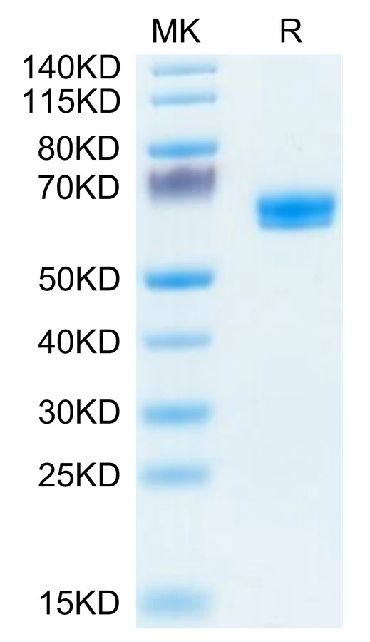 LTBR-HF001 Bis-Tris-PAGE-white result