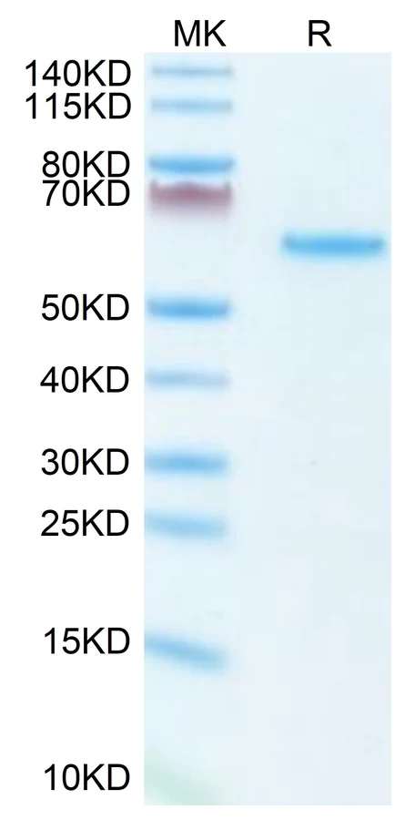 LTBR-MF001 Bis-Tris-PAGE result