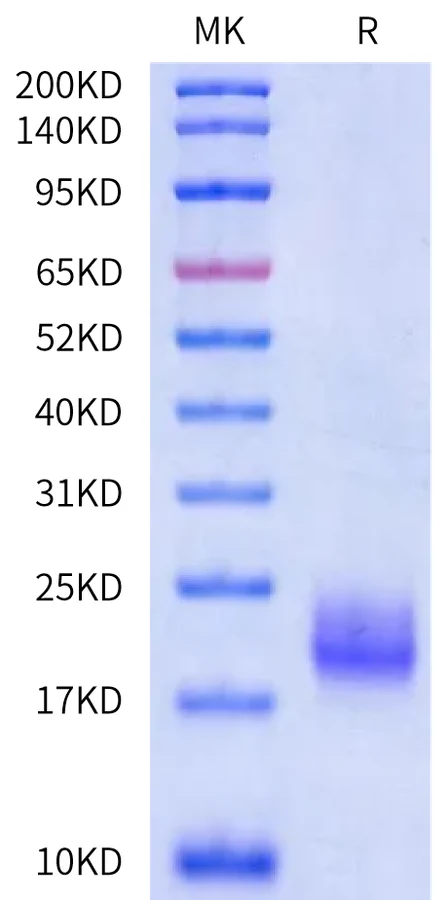 LY6G6D-CB001 Bis-Tris-PAGE-white result