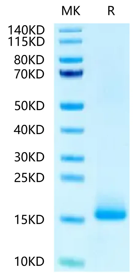 LY6G6D-HB001 Bis-Tris-PAGE-white result