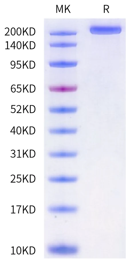 LY75-CB001 Bis-Tris-PAGE-white result
