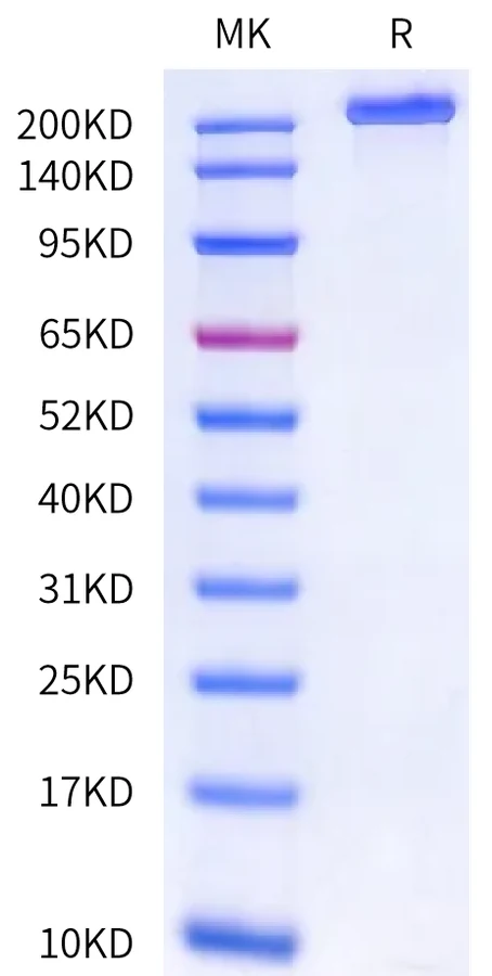 LY75-HB001 Bis-Tris-PAGE-white result
