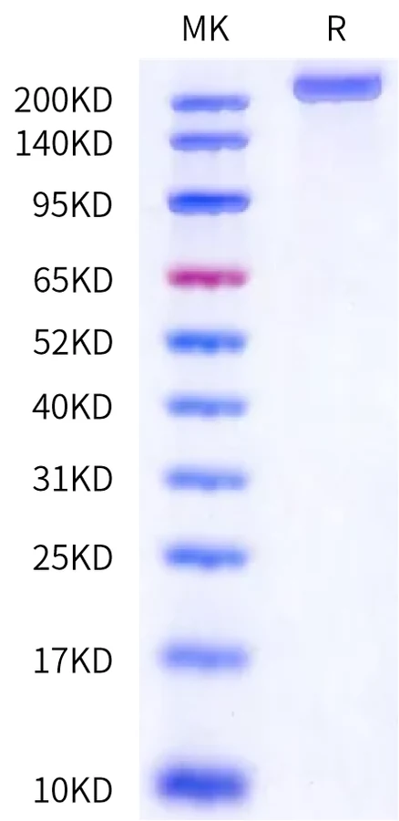 LY75-MB001 Bis-Tris-PAGE-white result