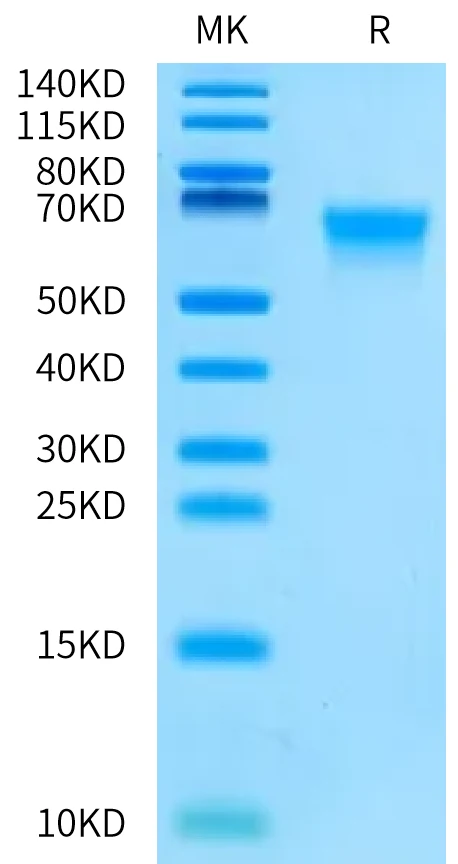 MADCAM1-CB001 Bis-Tris-PAGE-white result