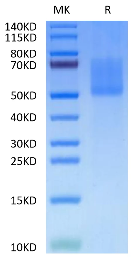 MADCAM1-HB001 Bis-Tris-PAGE-white result