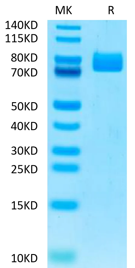 MADCAM1-HF001 Bis-Tris-PAGE-white result