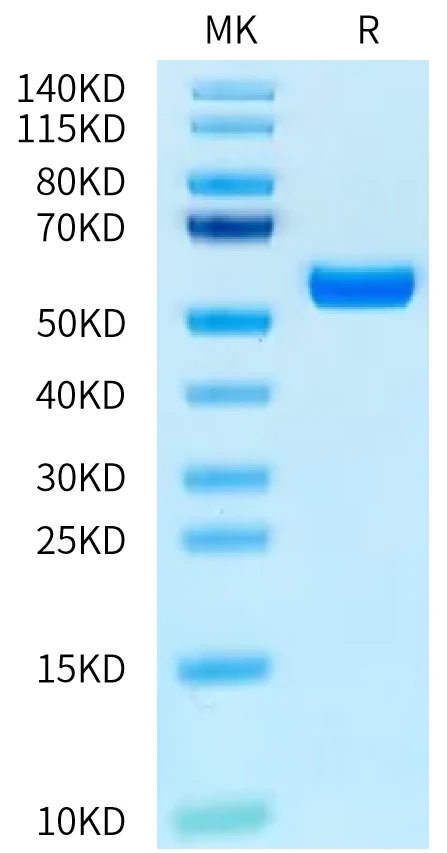 MAGEA1-HB001 Bis-Tris-PAGE-white result