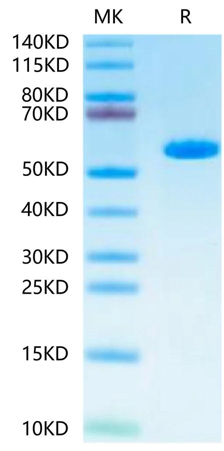 MAGEA1-HP001 Bis-Tris-PAGE-white result
