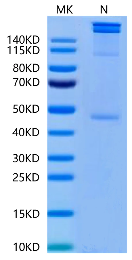 MAGEA1-HP003 Bis-Tris-PAGE-white result