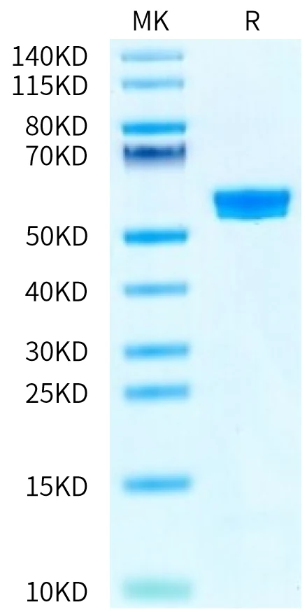 MAGEA1-HP005 Bis-Tris-PAGE-white result