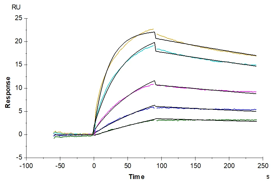 MAGEA1-HP005 SPR result
