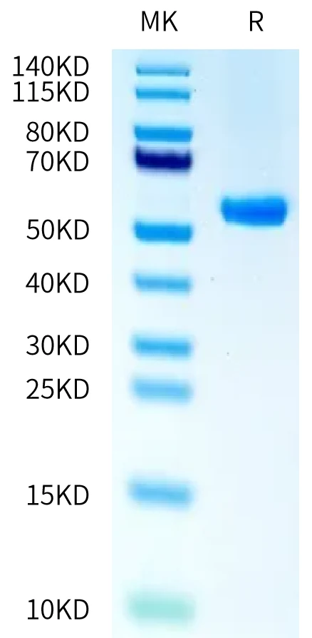 MAGEA10-HB001 Bis-Tris-PAGE-white result