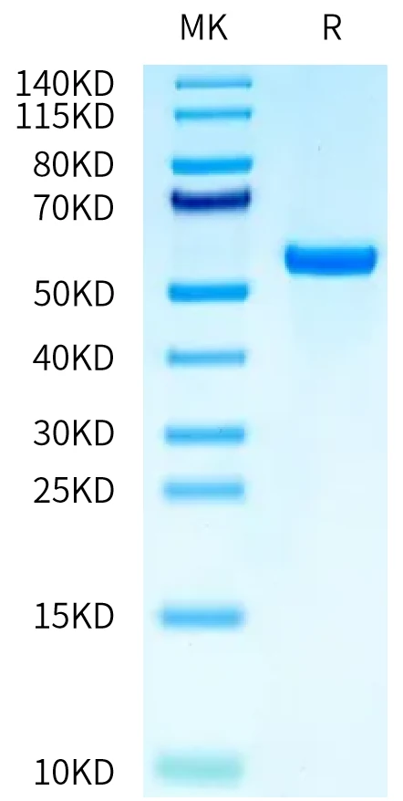 MAGEA10-HP001 Bis-Tris-PAGE-white result