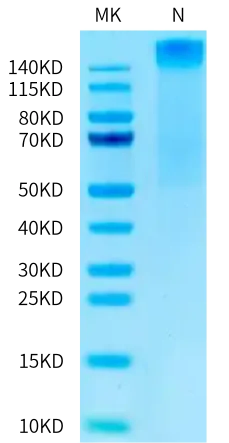 MAGEA10-HP002 Bis-Tris-PAGE-white result