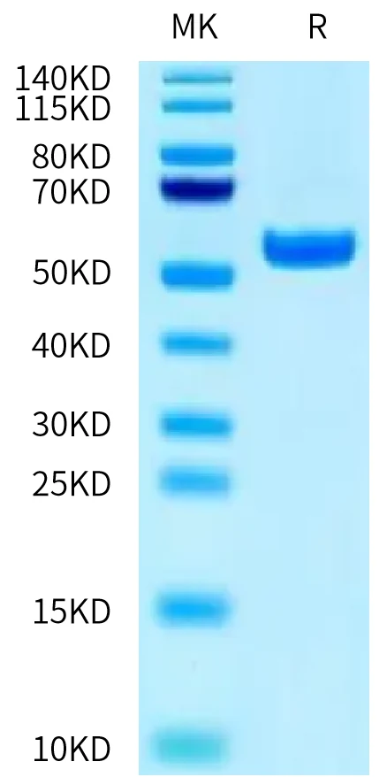 MAGEA2-HB001 Bis-Tris-PAGE-white result