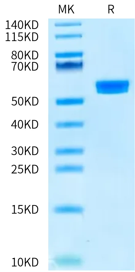 MAGEA2-HP001 Bis-Tris-PAGE-white result