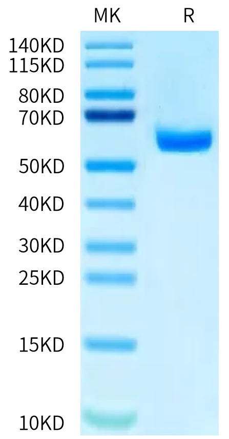 MAGEA3-HB002 Bis-Tris-PAGE-white result
