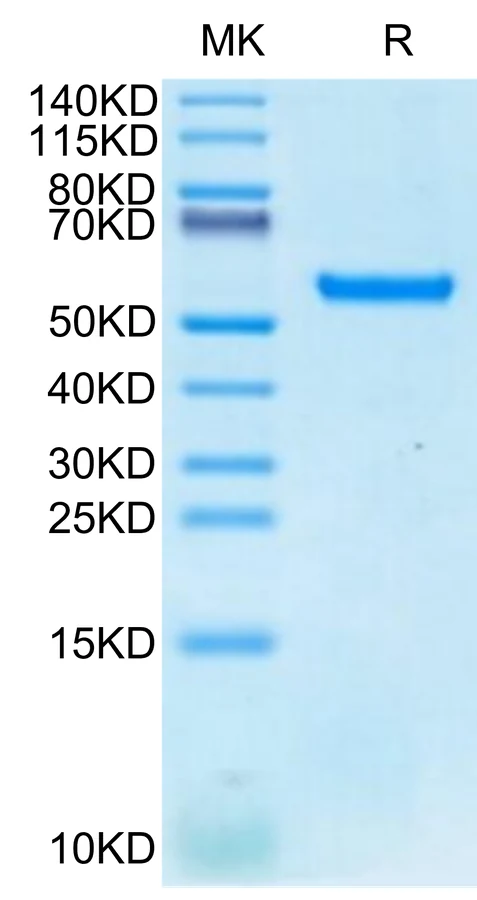 MAGEA3-HB003 Bis-Tris-PAGE-white result