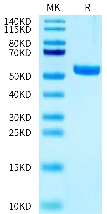 MAGEA3-HB004 Bis-Tris-PAGE-white result