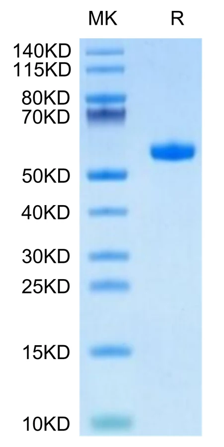 MAGEA3-HP001 Bis-Tris-PAGE-white result