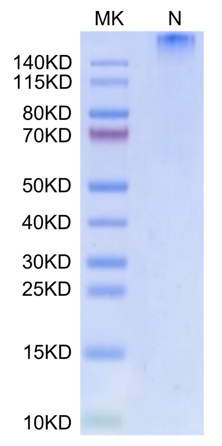 MAGEA3-HP002 Bis-Tris-PAGE-white result
