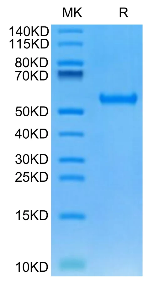MAGEA3-HP003 Bis-Tris-PAGE-white result